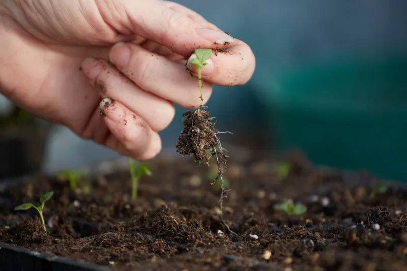 Fertilizer Giants, Quiet Lobbies, and the Soil Science They Don't Want You to Read