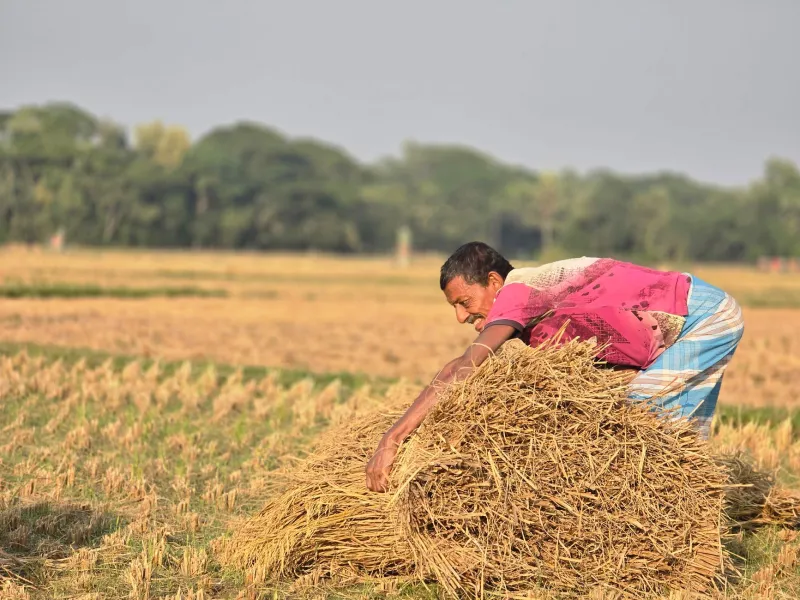 Harvesting More, Earning Less: The Economic Trap Closing Around America's Hemp Farmers