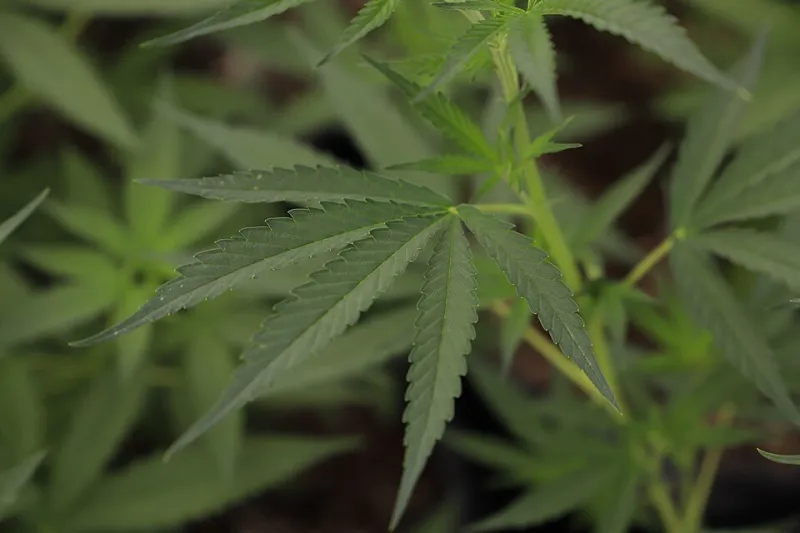 Dead Ground Rising: How Hemp Is Breathing Life Back Into America's Exhausted Farmland