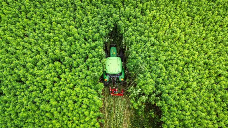 No Hands on Deck: How the Hemp Industry's Labor Shortage Is Threatening America's Greenest Agricultural Frontier