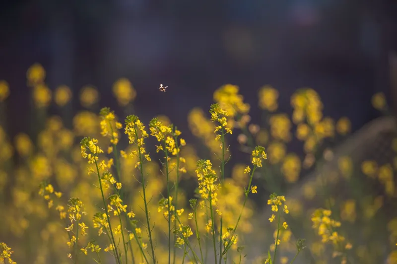 Fields in Flight: How Hemp Rotations Are Quietly Rebuilding Pollinator Populations Across America's Monoculture Heartland