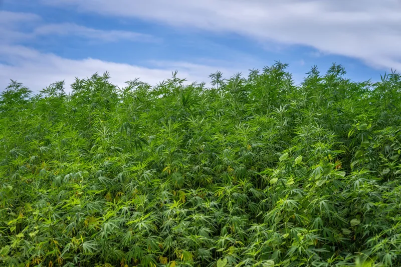 Welcome to Save Hemp: Where Science Takes Root and America's Greenest Industry Begins
