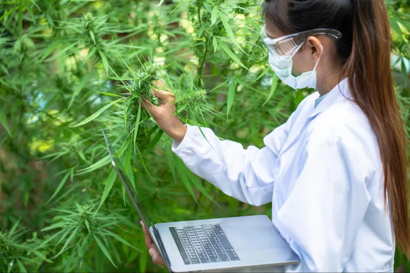 Shattered Standards: How America's Patchwork Hemp Testing System Is Ruining Farmers Before They Even Reach Market