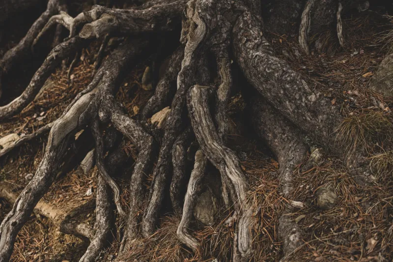 Underground Intelligence: The Hidden Microbial World Hemp Roots Are Helping Scientists Decode